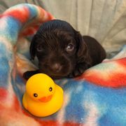 Toby - Chocolate male Boykin Spaniel puppy in Van Buren, Arkansas from Arklahoma Boykins