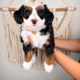 Sable - Tri-color female Bernedoodle puppy in Norcross, Georgia from Teddy Puppies
