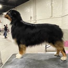 Miniature American Shepherd All Grown Up from Greenwood Acres Kennel