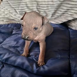 Mezcal - Black white and tan male Xoloitzcuintli puppy in Manitowoc, Wisconsin from Wonderland Kennel