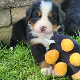 Newton - Black rust and white male Bernese Mountain Dog puppy in Auburn, Indiana from Swamp Creek Berners