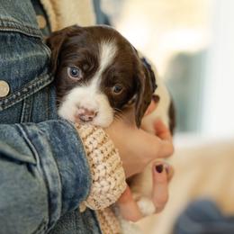 Girl 2 - Liver and white female English Springer Spaniel puppy in Forest, Virginia from Southern Springers