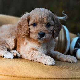 Cavapoo, Cockapoo, Labradoodle, and Poodle Puppies from Heavenly Puppies to Love