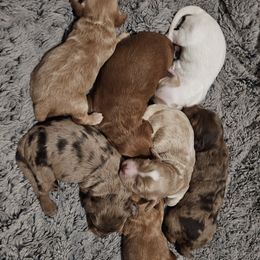 Cockapoo and Cocker Spaniel Puppies from Susanna's Cockers