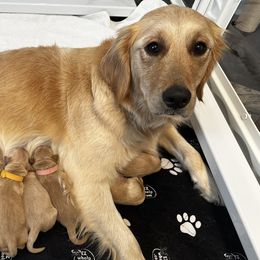Golden Retrievers from Coyote Creek Farm and Kennel