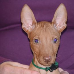 Z-Faro's Little Firefly "Fleet" - Pharaoh Hound puppy in Willamsville, New York from Z-Faro Kennels