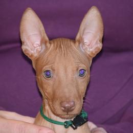 Z-Faro's Little Firefly "Fleet" - Pharaoh Hound puppy in Willamsville, New York from Z-Faro Kennels