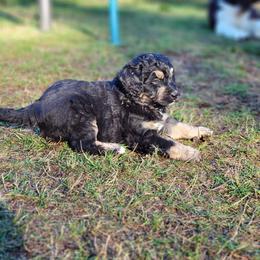Bernedoodle and Bernese Mountain Dog Puppies from NW Bernedoodles of Washington