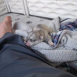 Siberian Husky Puppies from Spirit of the Moon Siberians