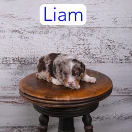 Liam - Red merle male Assorted Doodle Crosses puppy in Calhoun, Georgia from Happy Top Doodles