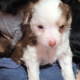 Jewel - White and chocolate female Chinese Crested puppy in Frederick, Maryland from Lovable Cresteds