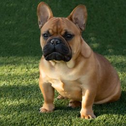 Winston - French Bulldog