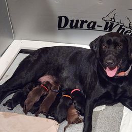 Girl 1 - Labrador Retriever puppy from Peak Performance Labradors