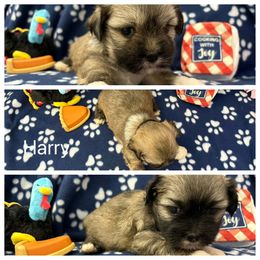 Harry - Golden male Lhasa Apso puppy in Cincinnati, Ohio from Shangri-La Lhasa Apsos