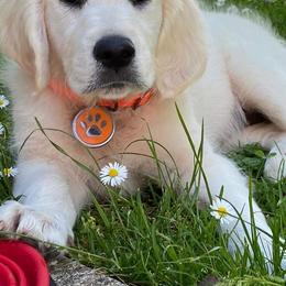 Golden Retriever Puppies from Fiddle In Gold Retrievers
