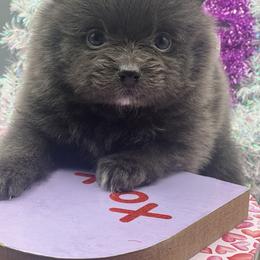 Misty - Blue female Pomeranian puppy in Brentwood, California from Royalpawpoms