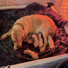 Blue - Light golden male Golden Retriever puppy in Hubbard, Ohio from Whickering Pines Golden Retrievers
