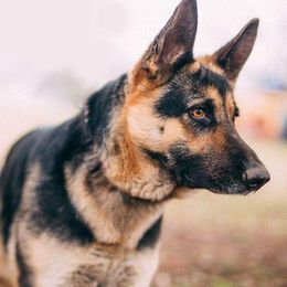German Shepherds from Meaurroway Opessa Shepherds
