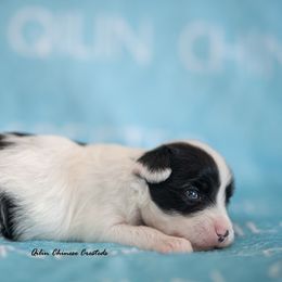 Chinese Crested Puppies from Qilin Chinese Crested