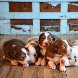 Miniature Australian Shepherd Puppies from Whispering Trail Miniature Aussies