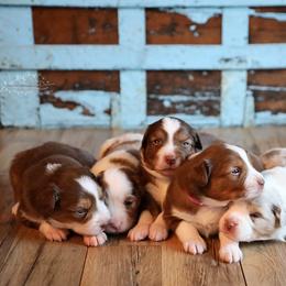 Miniature Australian Shepherd Puppies from Whispering Trail Miniature Aussies