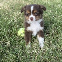 Boy 3 - Red tri male Toy Australian Shepherd puppy in Caddo Mills, Texas from R & W Aussies
