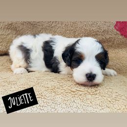 Juliette - Tri-color female Bernedoodle puppy in Sandy, Oregon from MC Doodles