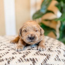 Gumbo - Cream male Goldendoodle puppy in Jackson, Tennessee from Doodlebug Farms