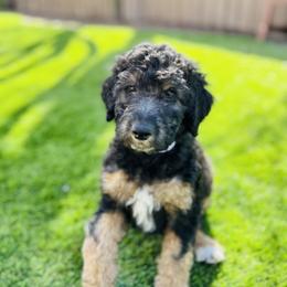 Goldendoodle Puppies from Temecula Creek Doodles