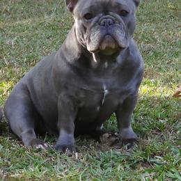 Memory - French Bulldog