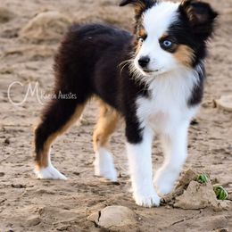 Peaches - Black tri Toy Australian Shepherd puppy in Checotah, Oklahoma from CM Ranch Aussies