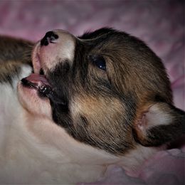 Pembroke Welsh Corgi Puppies from Larrchelle's Corgi's