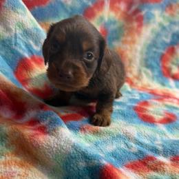 Hunter - Chocolate and tan male Dachshund puppy in Ft Dodge, Iowa from Secret Reality