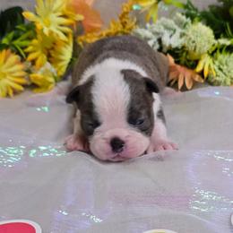 Blue Lady - Blue female Boston Terrier puppy in Corsicana, Texas from JT Bostons