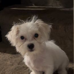 Girl 1 - White female Morkie puppy in Pittsburgh, Pennsylvania from Maria's Morkies & More
