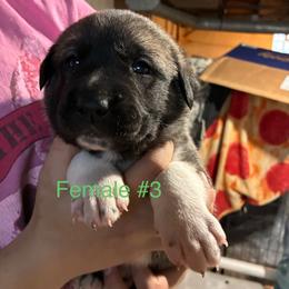 Girl 3 - Fawn female Anatolian Shepherd Dog puppy in Daggett, Michigan from T&S Anatolians