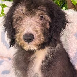 Mouse-Boy 7 - Black and white male Aussiedoodle puppy in Punta Gorda, Florida from Blitzenhaus Working Dogs-Home of the Working Czech Shepherd and Rottweiler and Splash of Color Aussiedoodles
