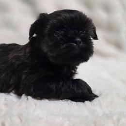 Rocky - Chocolate and tan male Shih Tzu puppy in Ronda, North Carolina from Willow River
