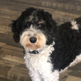 Millie - Bernedoodle