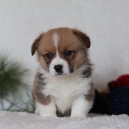 Aiden - Red male Pembroke Welsh Corgi puppy in Morgantown, Pennsylvania from Goldstar Puppies (License Number 18519)