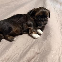 Raj - Sable male Shih Tzu puppy in Kettering, Ohio from The Ruff Life Tribe