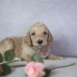 Schroder - Apricot male Goldendoodle puppy in Seffner, Florida from Gold Diamond Pup
