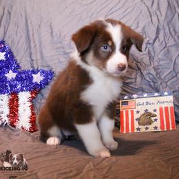 RTF 1 - Red tri-color female Australian Shepherd puppy in Rutledge, Tennessee from Kicking K Australian Shepherds