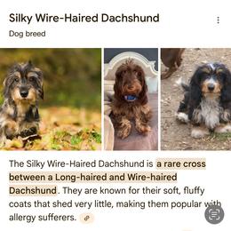 Dachshund Puppies from Tweenie Weenie Dachshunds