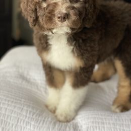 Aussiedoodle Puppies from Gore Doodle Ranch