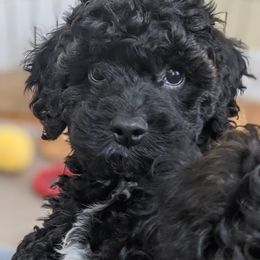 Aussiedoodle, Cavapoo, and Poodle Puppies from Robin's Nest Farm