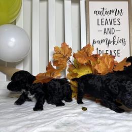 Poodle All Grown Up from Parti-Pawz