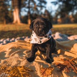 Dilute Retriever and Labrador Retriever Puppies from Landon J Farms Labrador Retrievers