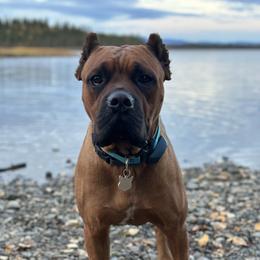 Monte - Cane Corso