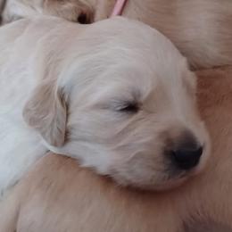 Golden Retriever Puppies from Goldens of Northern Virginia